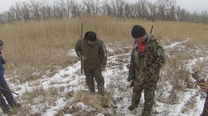 охота на волка  В КАМЫШАХ  в Астраханской области.