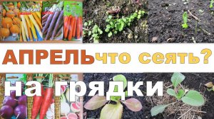 Что посеять в АПРЕЛЕ на грядки?  // What to sow in April on beds?