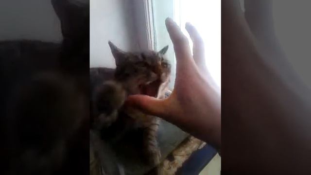 кошка кусает руку смотреть онлайн