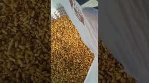 проращивание пшеницы в пакете