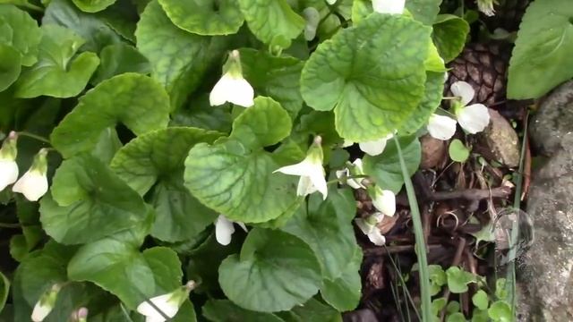 ФИАЛКА В САДУ. ГРИБКОВОЕ ЗАБОЛЕВАНИЕ! КАК ЛЕЧИТЬ? смотреть онлайн