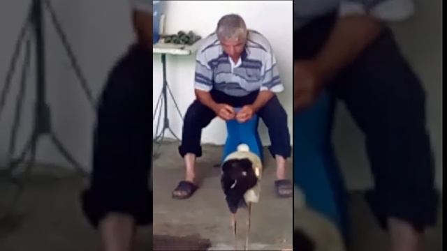 Домашний аист украины смотреть онлайн