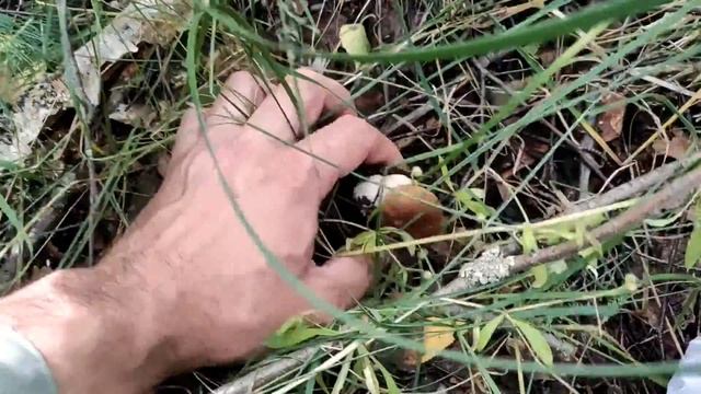 Волна белых грибов в Подмосковье! Вот это удача! смотреть онлайн