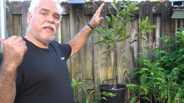 Macadamia Tree Growing Mistakes Don't Kill your Macadamia Trees смотреть онлайн