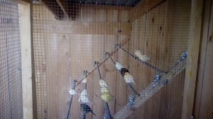 Уличный вольер для птиц или как канарейки зимуют на улице