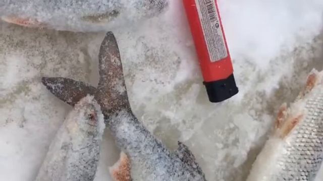 Зимняя рыбалка на Вычегде в декабре 2018.Отдых на льду смотреть онлайн