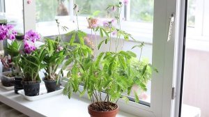 Магия! Мимоза стыдливая раскрывает листья