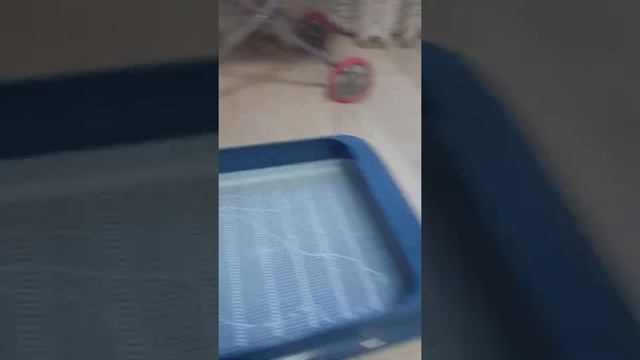 как правильно приучить котёнка к лотку?? смотреть онлайн