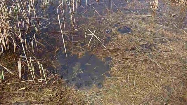 Вот как выглядит лягушачья икра смотреть онлайн