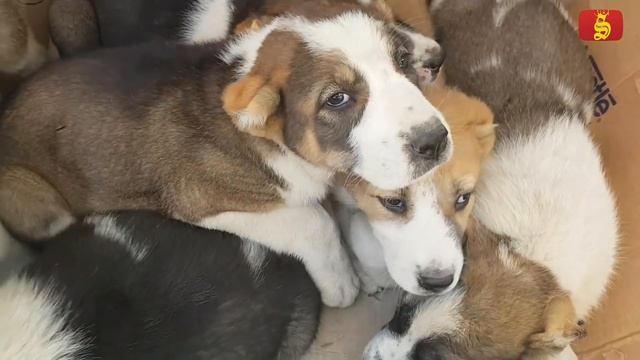 ФАРҒОНА БЕШБОЛА ИТ БОЗОРИ  Ферганский собачий рынок