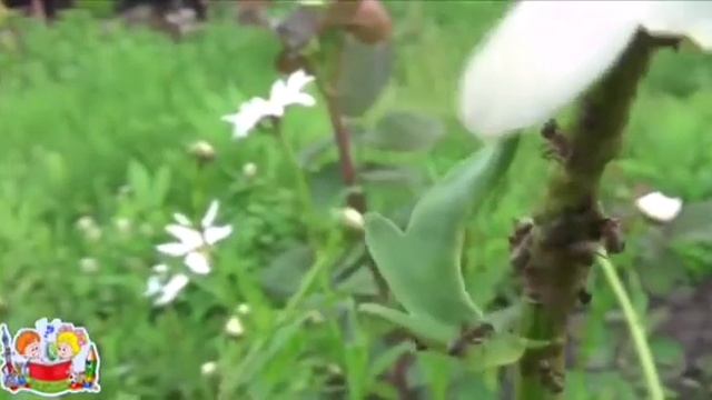 Видео занятие по ознакомлению с окружающим миром. Тема: "Насекомые" смотреть онлайн