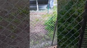 Сетка рабица. Варианты крепления-рекомендую.