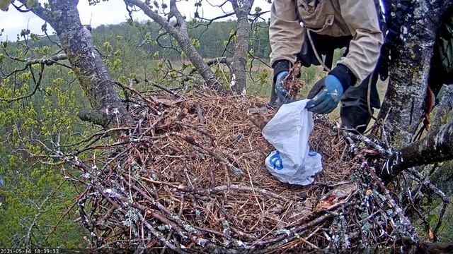 Merikotkas - Taking the dead chicks and prey for analysis 2021-05-14 смотреть онлайн