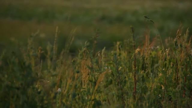 Volkswagen Jetta. Промо видео смотреть онлайн