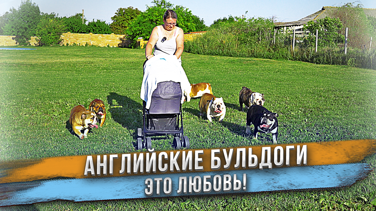 Лучше Американских Булли могут быть только Английские Бульдоги! смотреть онлайн