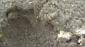 Интересный эффект окучивания подсолнечника