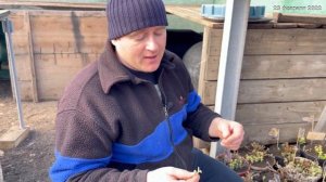 Хризантема МУЛЬТИФЛОРА подготовка к весне