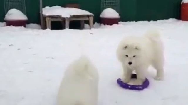 Щенки Самоеда. 2,5 мес. Медвежий тип (тяжёлый костяк) +79163125530 #самоеды #самоед# смотреть онлайн