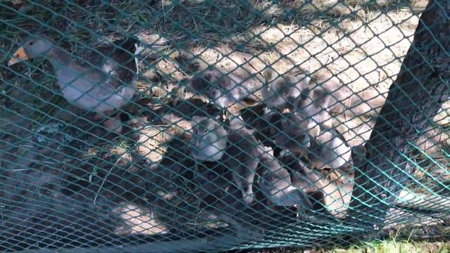 Как подружить гусей? Наш опыт. Жизнь в селе. Что нового на огороде? смотреть онлайн