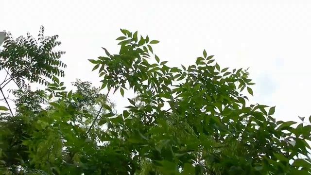 На сельской улице "ЛЮБУЕМСЯ ЯСЕНЕМ"
On a rural street "ADMIRING THE ASH TREE" смотреть онлайн