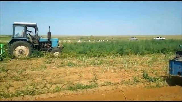 Картофель урожай 2019 года. смотреть онлайн