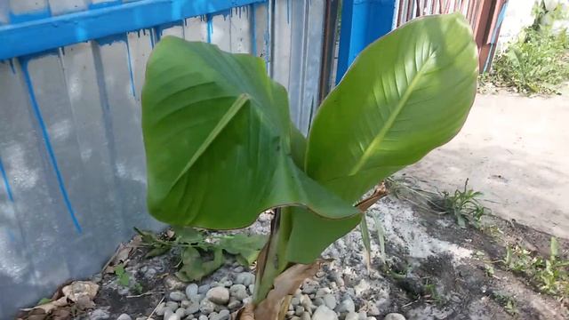 Экзоты в средней полосе России. Инжир, кизил, юкка нитчатая, банан. смотреть онлайн