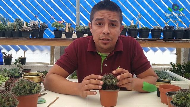 SEMPERVIVUM CALCAREUM "Uña de Señorita": CUIDADOS Y REPRODUCCIÓN смотреть онлайн