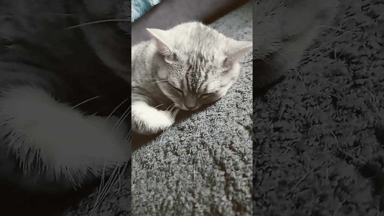 Кого ты выберешь? #shorts #рекомендации #котики #лайк #коттитар #подписка #выбери #snickers #топ смотреть онлайн