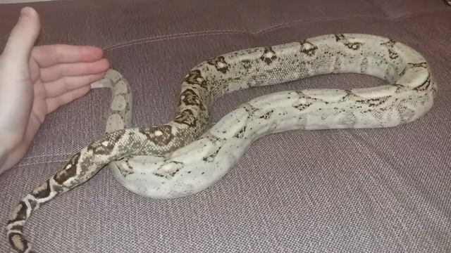 Удав Hog island самка смотреть онлайн