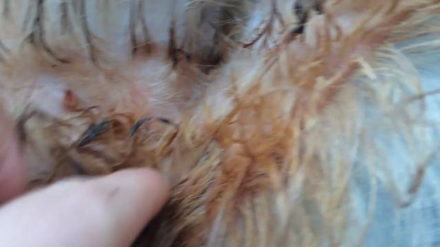 Козочка с козлятами. Помогите советом. смотреть онлайн