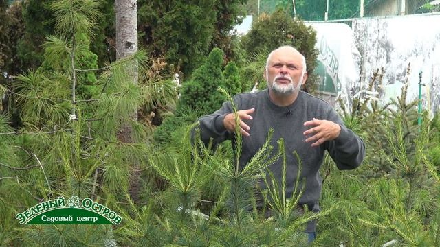 Подкормки хвойных растений