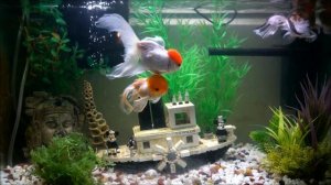 #Золотые рыбки.