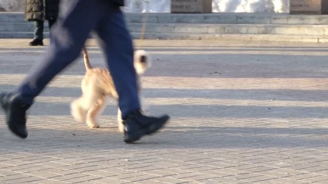 Altus Tvantengen - лейкленд терьер из Калуги