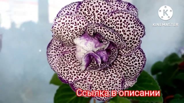 Глоксиния ЕН - Бенгальский кот смотреть онлайн