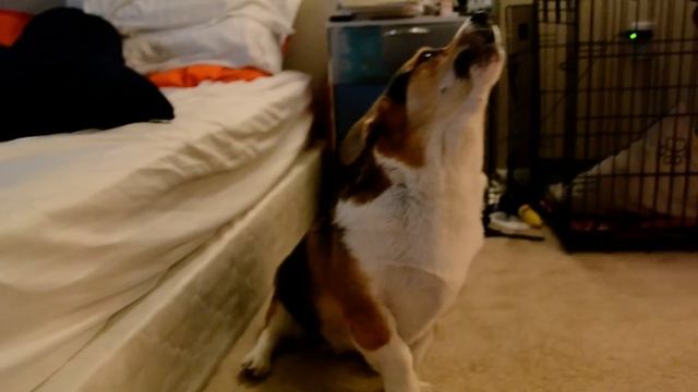 A perfect corgi howl смотреть онлайн