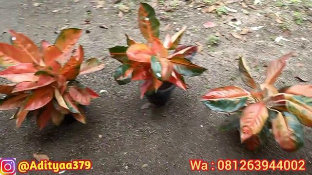 Update Harga Terbaru || Aglonema Dan Caladium смотреть онлайн