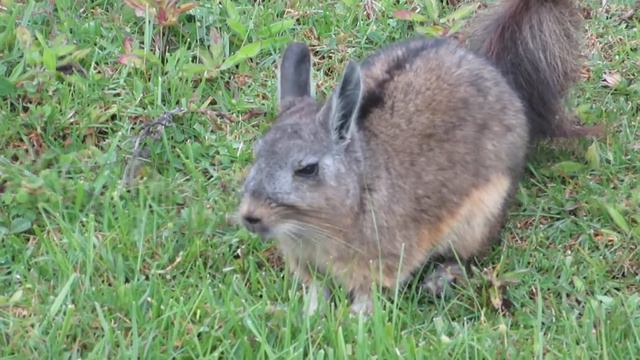 Adorable Northern Viscacha in Machupicchu (Lagidium peruanum) смотреть онлайн
