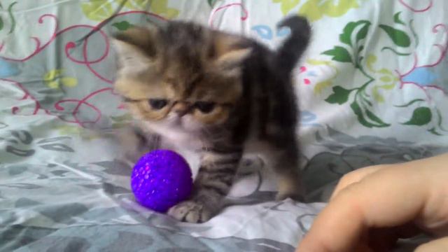 Chloe Alma Blanka(экзотическая короткшерстная девочка) смотреть онлайн