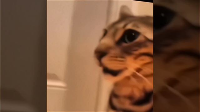 ментально здоровые коты смотреть онлайн