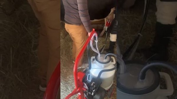 Дойка коровы доильным аппаратом Kurtsan