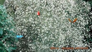 Гипсофила метельчатая (gypsophila paniculata) ? гипсофила обзор: как сажать саженцы гипсофилы