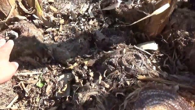 Как ухаживать за Банановыми деревьями смотреть онлайн
