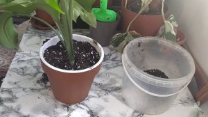 Пересадка эухариса или амазонской лилии.