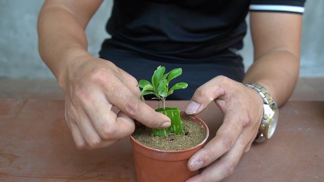 Try Stimulating Flower Rooting With Aloe Vera And You Will Get Unexpected Results смотреть онлайн