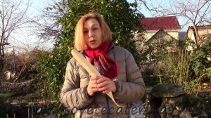 Дайкон, овощ для нашего здоровья!