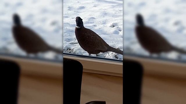 Дикий фазан / № 13 смотреть онлайн