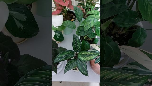 мой марантовый рай смотреть онлайн