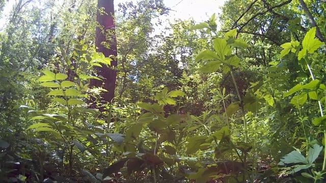 Красивый весенний лес - Beautiful spring forest смотреть онлайн