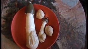 ? Грибы Веселки и ведьмины яйца  Как растут  Выросли дома из Яйца