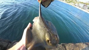 ЛОВЛЯ СКАТА в Черном море.Ловля бычка на бычка.